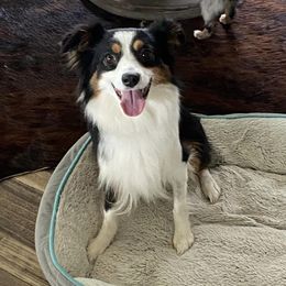 Toy Australian Shepherds from Annie’s Little Aussies