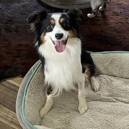 Toy Australian Shepherds from Annie’s Little Aussies