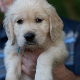 Boy 2 - male Golden Retriever puppy in Hayward, California from East Bay Golden Retrievers