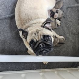 Boy - Fawn male Pug puppy in Rutherfordton, North Carolina from Sweetie Pie Pugs