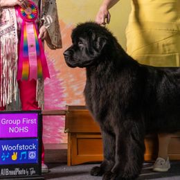 Newfoundlands from Solstice Newfoundlands