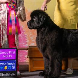 Newfoundlands from Solstice Newfoundlands