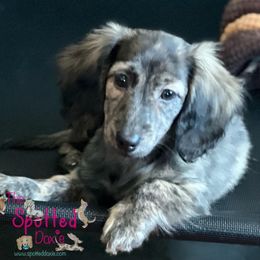 Dachshund Puppies from The Spotted Doxie