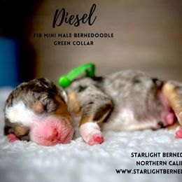 Bernedoodle Puppies from Starlight Bernedoodles