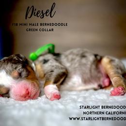 Bernedoodle Puppies from Starlight Bernedoodles