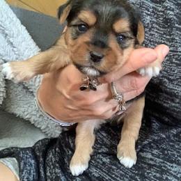 Boy standard 1 - Blue and gold male Yorkshire Terrier puppy in Willow Grove, Pennsylvania from Willow Grove Yorkie