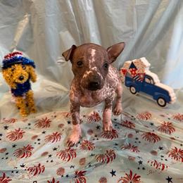Taco - Dark brown female Xoloitzcuintli puppy in Manitowoc, Wisconsin from Wonderland Kennel