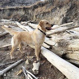 Gertie - Golden Retriever
