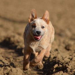 Australian Cattle Dogs from Cobalt Kennels