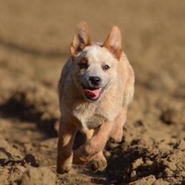 Australian Cattle Dogs from Cobalt Kennels