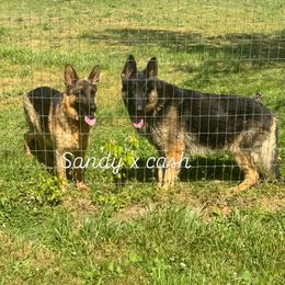 Cash - German Shepherd