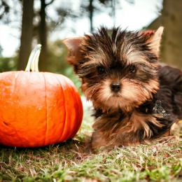 Yorkshire Terrier Puppies from Essence of Grace Yorkies