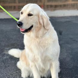 Luna - Light golden female Golden Retriever puppy in Decatur, Indiana from Sporting Ridge K9’s
