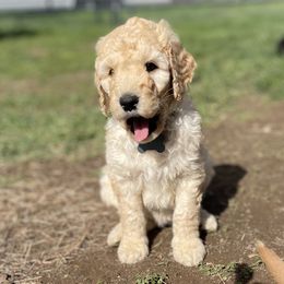 Boy 1 - Apricot Goldendoodle puppy in Colchester, Connecticut from Top of the Hill Doodles