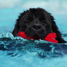 Newfoundland puppies from Du Poilu