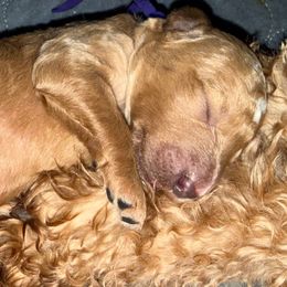 Clarissa - Purple girl - Apricot female Goldendoodle puppy in Puyallup, Washington from Dawnie’s Doodles