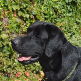 Jovi - Labrador Retriever