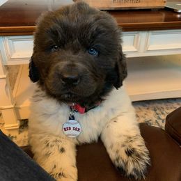 Newfoundland Puppies from Tonka Bay Newfoundlands