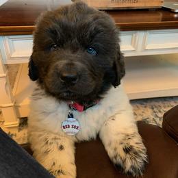 Newfoundland Puppies from Tonka Bay Newfoundlands