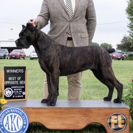 Hela - Cane Corso