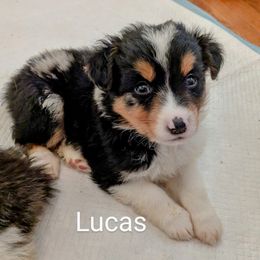 Lucas - Blue merle male Australian Shepherd puppy in Pamplin, Virginia from Hope & Joy Acres