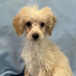 Molly - Apricot female Poodle puppy in Bell, Florida from BellCrist Little bits