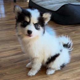 Dolly - Black and white female Pomsky puppy in Mc Minnville, Oregon from West Coast Pomskies