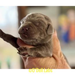 Paddy - Chocolate female Labrador Retriever puppy in Sullivan, Missouri from O’Dell Labs