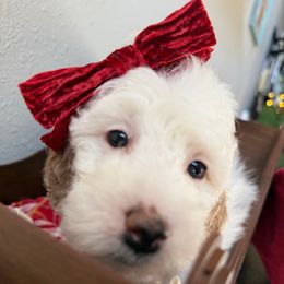 Aggie (pink collar) - Parti female Goldendoodle puppy in Knoxville, Tennessee from Graystone Doodles