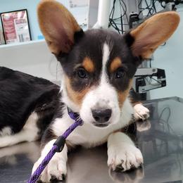 Beagles, Cardigan Welsh Corgis, and Pembroke Welsh Corgis from Nukee Beagles and Corgis