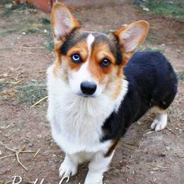 Stella - Pembroke Welsh Corgi