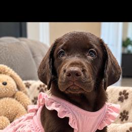 Girl 3 - Chocolate female Labrador Retriever puppy in Wauconda, Illinois from Oksana's Labrador Retrievers