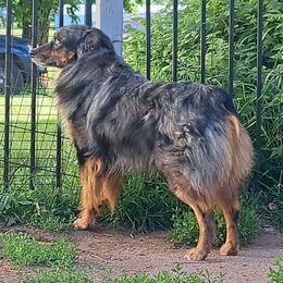 Raylan - Australian Shepherd