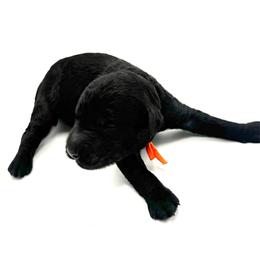 Cricket - Black male Goldendoodle puppy in Mount Pleasant, Tennessee from Doodle My Heart