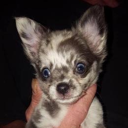Chihuahua Puppies from Western Kentucky Chihuhua