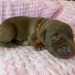 Boy 2 - male Labrador Retriever puppy in Gainesville, Georgia from Rucker Retrievers