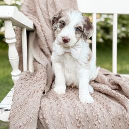 Chip - Merle male Goldendoodle puppy in Ooltewah, Tennessee from Allison Family Doodles
