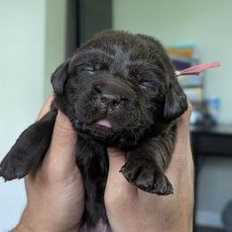 Pink collar - Chocolate female Labrador Retriever puppy in Lithonia, Georgia from Marmolejos Labs
