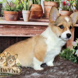 Pembroke Welsh Corgi Puppies from Northwynd Corgis