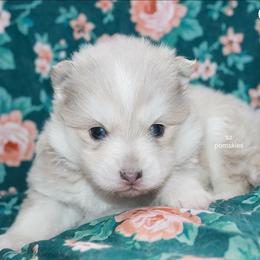 Graham - Merle male Pomsky puppy in Mc Callsburg, Iowa from SZ Rolling Acres LLC