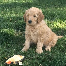 Double Doodle and Goldendoodle Puppies from Davis Doodles Boise, Idaho