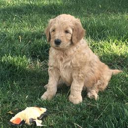 Double Doodle and Goldendoodle Puppies from Davis Doodles Boise, Idaho