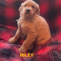 MILEY-LT BLUE COLLAR - Dark golden female Golden Retriever puppy in Berea, Kentucky from Lucky Golden Ranch