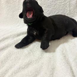 Green Boy - Black male Newfoundland puppy in Seffner, Florida from Tampa Bay Farm