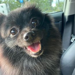 Yzma - Pomeranian
