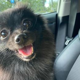 Yzma - Pomeranian