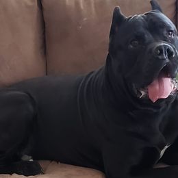 Cane Corso from Sharon Lloyd
