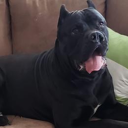 Cane Corso from Sharon Lloyd