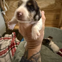 Boy 2 - Chocolate and tan male Dachshund puppy in Paisley, Florida from Pantheon Dachshunds