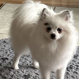 GYPSY - Pomeranian
